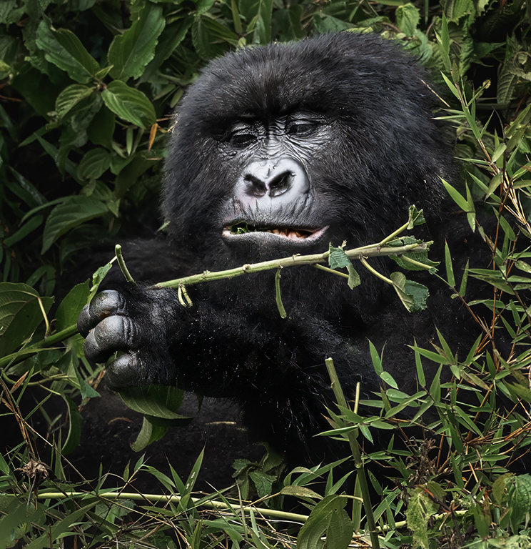 Mountain Gorilla at Lunch by Mervyn Hurwitz (Group 69)